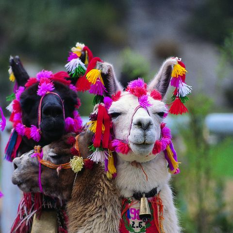 Alpaka im Altiplano, Peru