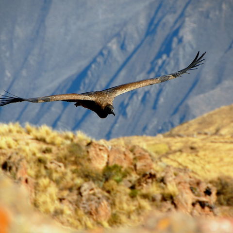 Andenkondor in der Colca-Schlucht, Peru