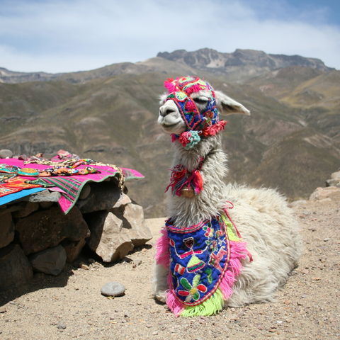 Bunt geschmücktes Lama in den Anden, Peru