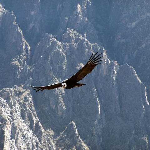 Ein beeindruckender Kondor im Colca Canyon, Peru