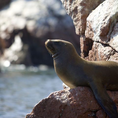 Robbe auf einem Felsen auf den Islas Ballestas, Peru