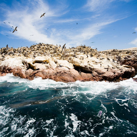 Tierreiche Islas Ballestas, Peru