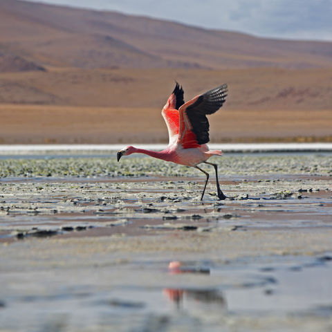 Rosafarbener Flamingo am Abflug, Bolivien