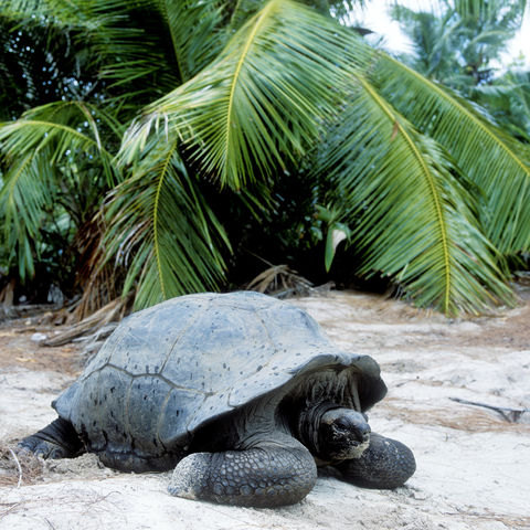 Riesenschildkröte auf der Insel Curieuse, Seychellen