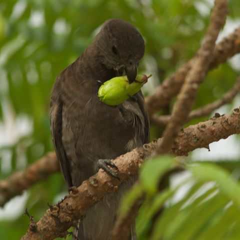 Schwarzer Papagei, Seychellen