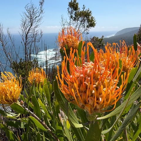 Protea im Tsitsikamma Nationalpark, Südafrika