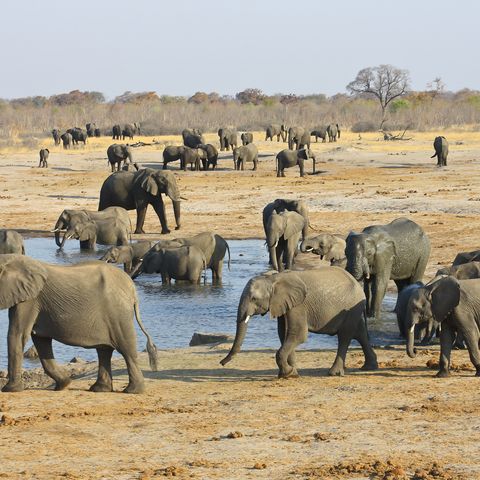 Elefanten an einem Wasserloch im Hwange Nationalpark, Simbabwe