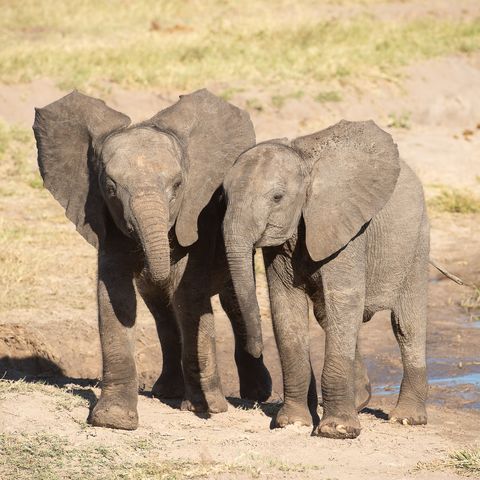 Elefantenjungen im Hwange Nationalpark, Simbabwe