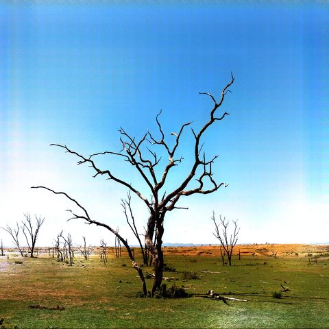 Bäume im Matusadona Nationalpark, Simbabwe