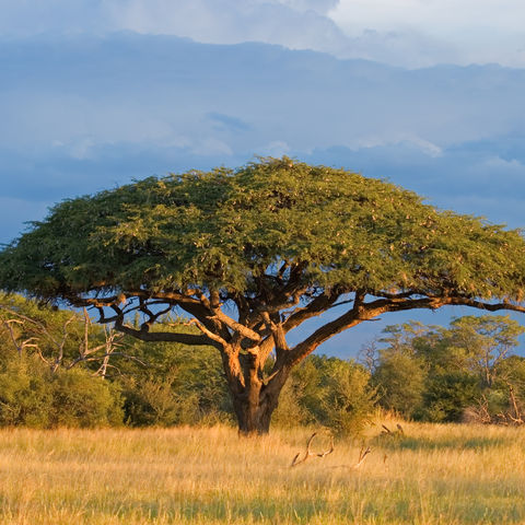 Afrikanische Akazie in der Steppe, Simbabwe