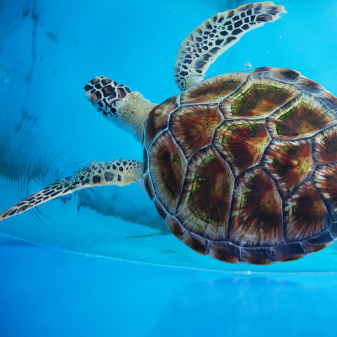 Zu Besuch im Sea Turtles Conservation Research Project, Bentota, Sri Lanka