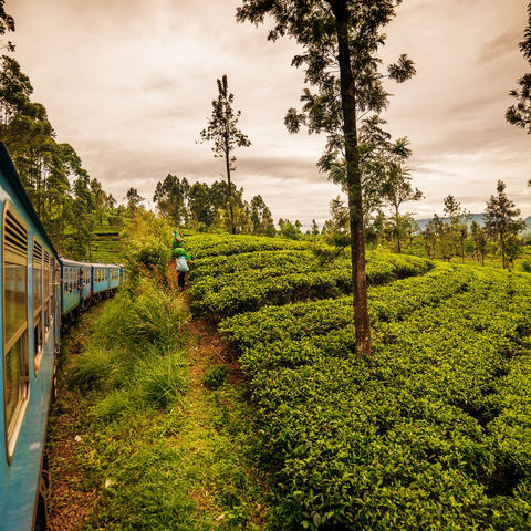 Mit dem Zug vorbei an Teefeldern im Ceylon Hochland, Sri Lanka