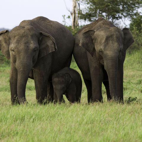 Elefantenfamilie, Sri Lanka