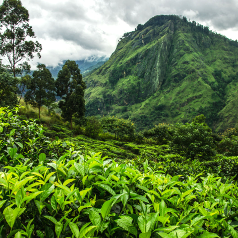 Teeplantagen rund um den Little Adam's Peak, Ella, Sri Lanka