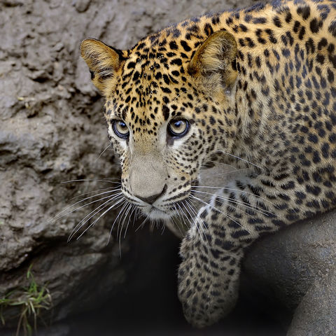 Junger Leopard in Sri Lanka, Sri Lanka