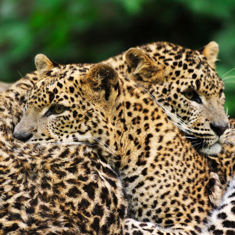 Kuschelnde Leoparden, Sri Lanka