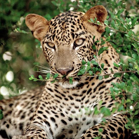 Leopard im Nationalpark, Sri Lanka