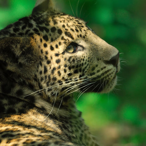 Leopard im Nationalpark, Sri Lanka