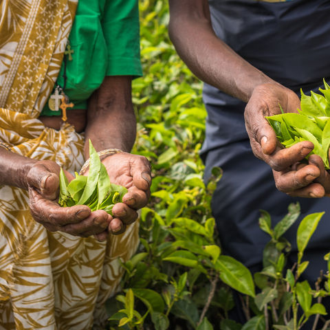 Teepflückerinnen in Nuwara Eliya, Sri Lanka