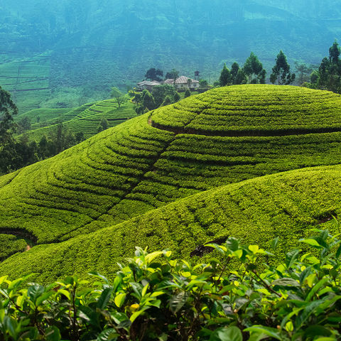 Teeplantage in der Nähe von Nuwara Eliya, Sri Lanka
