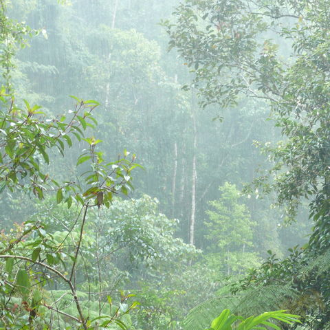 Dichtes Grün im Sinharaja Regenwald, Sri Lanka