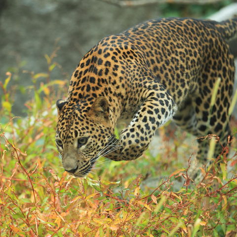 Auf der Pirsch: ein Sri Lanka Leopard, Sri Lanka