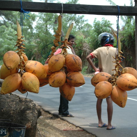 Frische Kokosnüsse in Sri Lanka, Sri Lanka