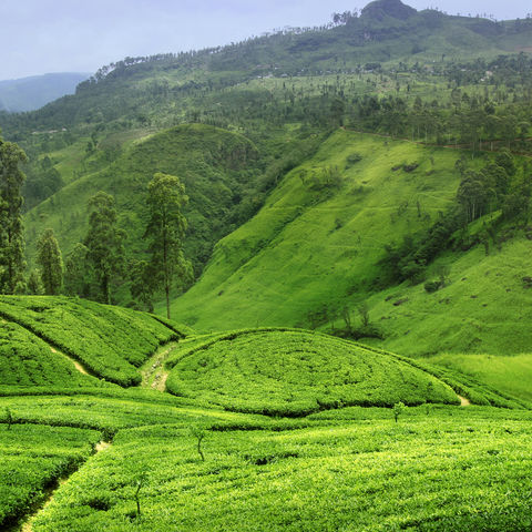 Das satte Grün der Teehänge, Sri Lanka