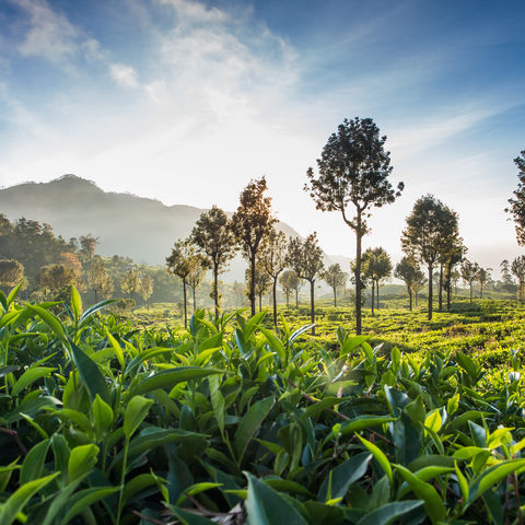 Sonnenaufgang über einer Teeplantage, Sri Lanka