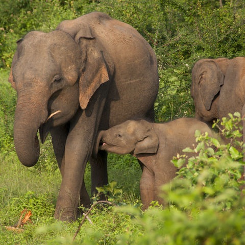 Elefantenfamilie im Udawalawe-Nationalpark, Sri Lanka