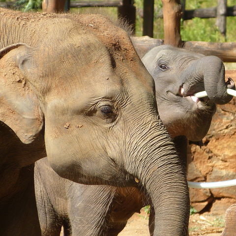 Fütterung der Elefantenwaisen, Sri Lanka