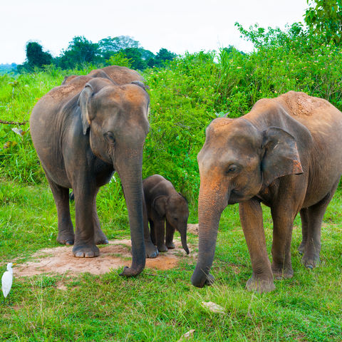 Elefantenfamilie im Udawalawe-NP, Sri Lanka