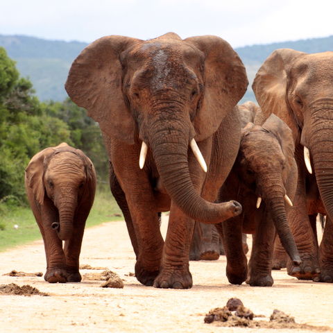 Elefantenherde im Addo Elephant Nationalpark, Eastern Cape, Südafrika