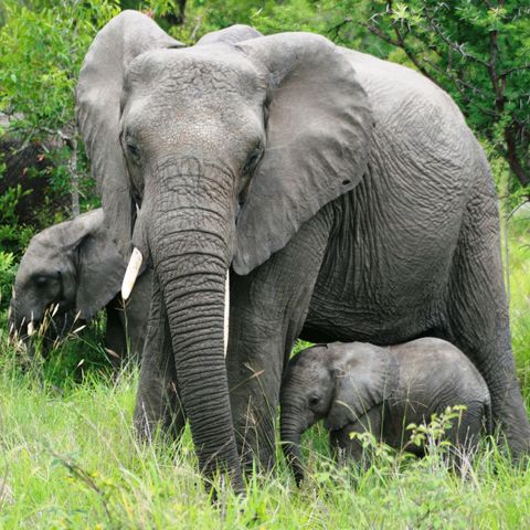 Elefantenjunges mit Mutter, Südafrika