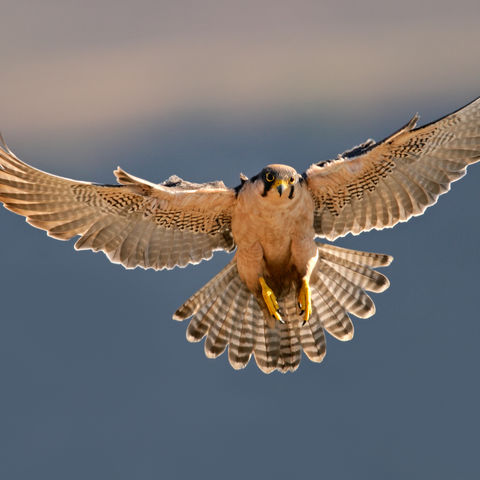 Falke im Flug, Südafrika