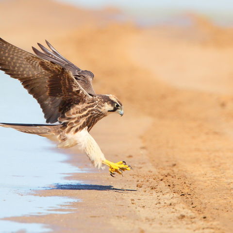 Falke bei der Landung, Südafrika