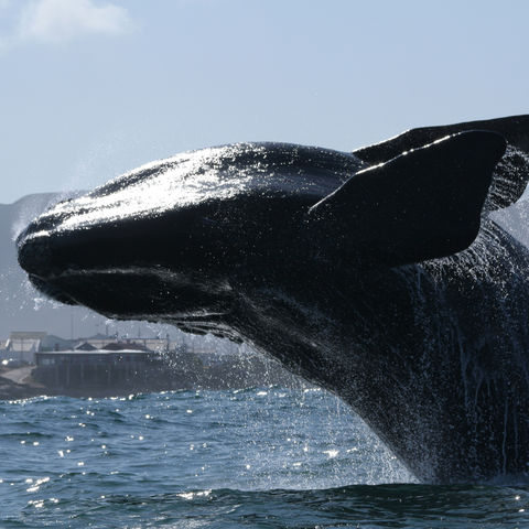 Ein majestätischer Wal and der Küste von Hermanus, Südafrika