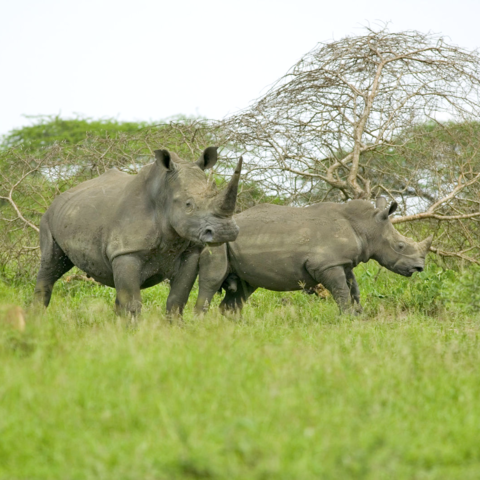 2 weiße Nashörner im Hluhluwe iMfolozi Park, Südafrika