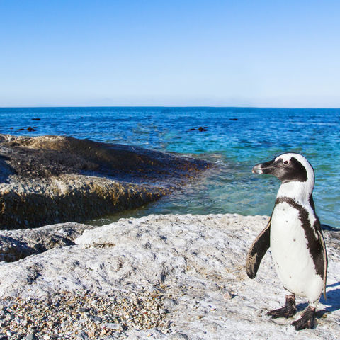 Nicht der einzige Pinguin, der am Boulders Beach umherwatschelt..., Südafrika