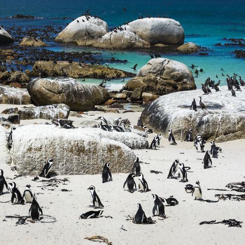 Pinguinansammlung am Boulders Beach, Südafrika