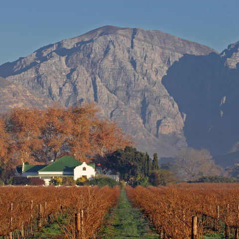 Weinberge in Kapstadt, Südafrika