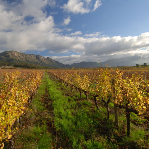 Früher Wintereinzug über Kapstadts Weinbergen, Südafrika