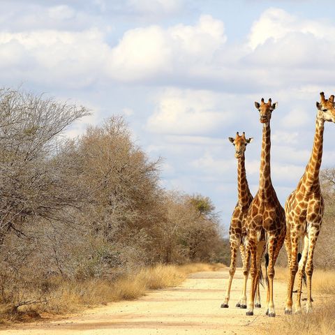 Giraffen im Krüger Nationalpark, 