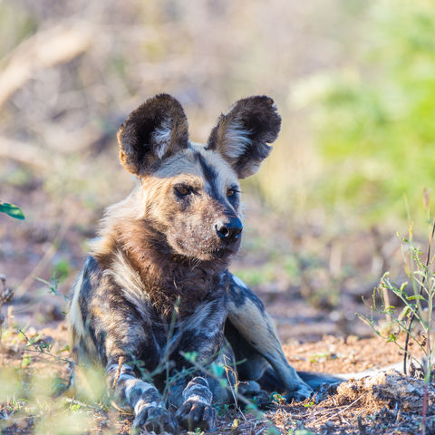 Wilder Hund im Krüger Nationalpark, Südafrika