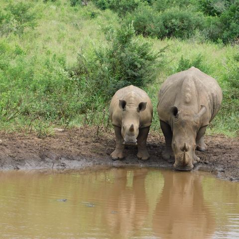 Nashörner im Hluhluwe Wildreservat, Südafrika