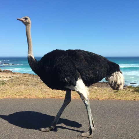 Strauß in Südafrika, Südafrika