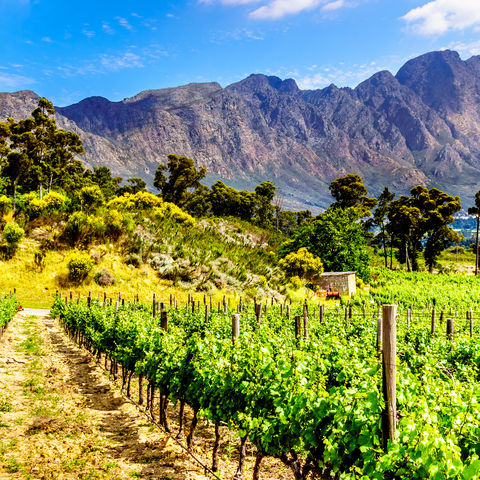 Malerische Weingüter inmitten einer wildromantischen Berglandschaft, Franschhoek Valley, Südafrika