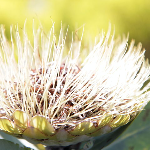 Wilde gelbe Protea, Südafrika