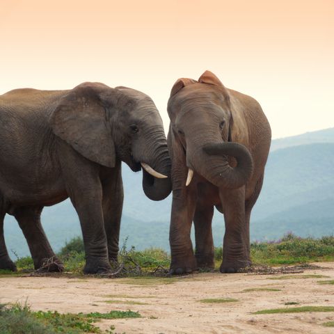 Zwei Elefanten im Addo Elephant Nationalpark, Südafrika