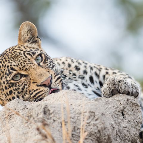 Leopard im Krüger Nationalpark, Südafrika